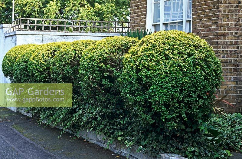 Privet hedge - Ligustrum vulgare sculpted in ball forms in front garden  