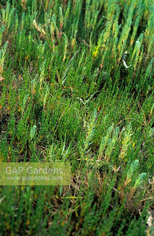 Samphire salicornia europea - glasswort 