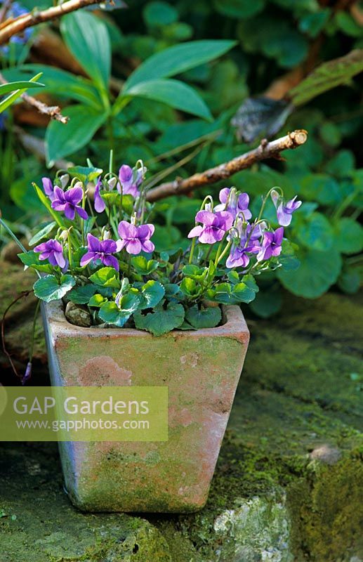 Viola labradorica purpurea - Violet in square terracotta pot on brick wall  
