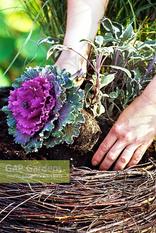 Planting an autumnal basket with Ornamental cabbage, Muehlenbeckia and Sedum 'Cape Blanco'