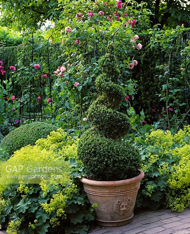 Pot with spiral Buxus - Box topiary shape placed in garden with Alchemilla mollis and Roses 