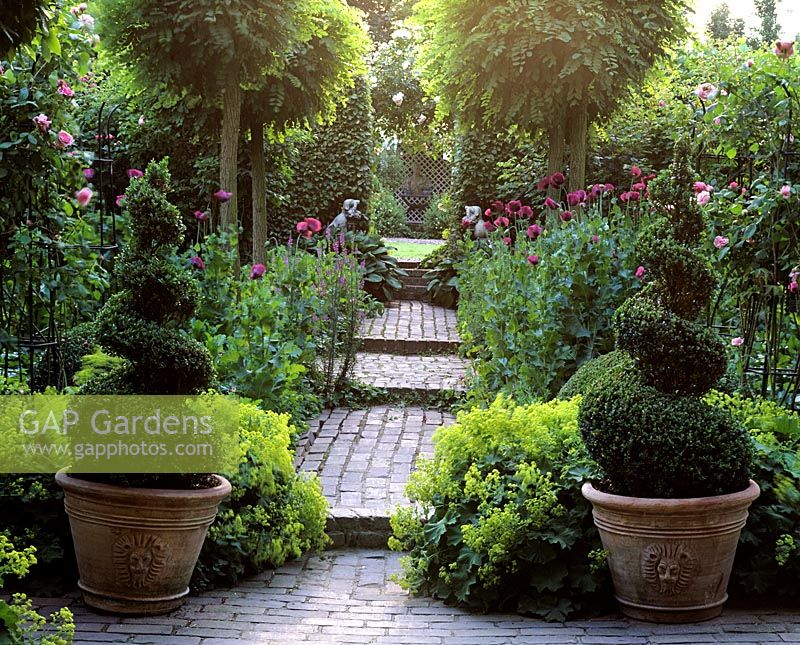 Spiral Buxus - Box topiary either side of path with steps in romantic summer garden   