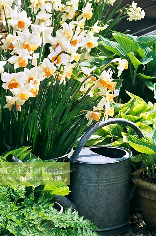 Narcissus 'Accent' with watering can in Spring 