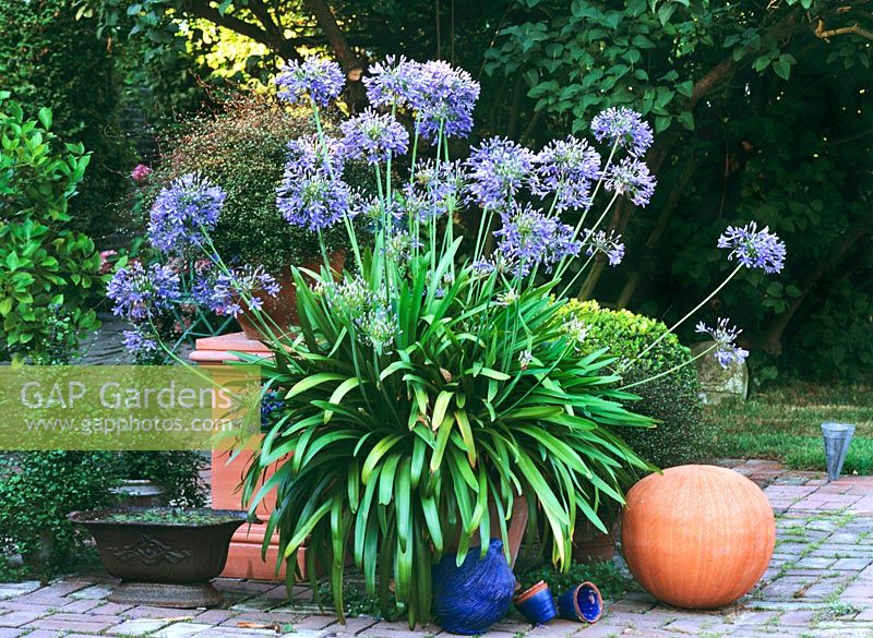 Summer container with Agapanthus