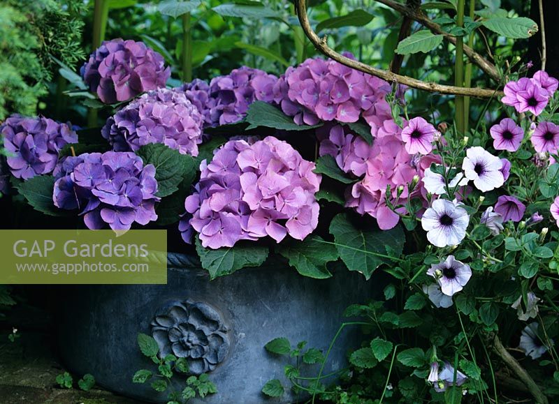 Container with Hydrangea - Hortensia