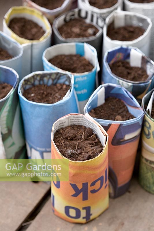 Sowing Sweet Peas in recycled newspaper pots