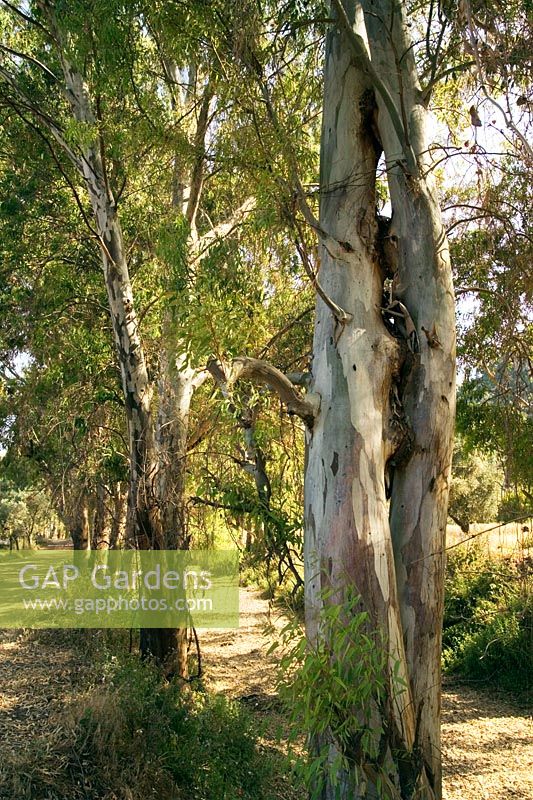 Eucalyptus trees on banks of dried up river