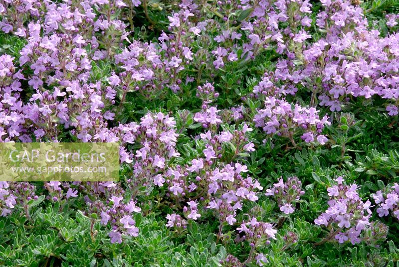 Thymus 'Bressingham Pink' flowering in June