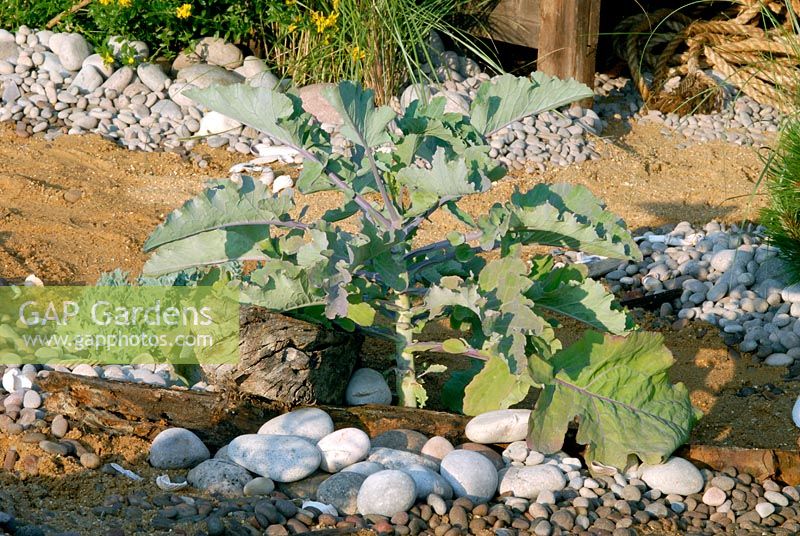 Drought-tolerant seaside style garden. Maritime Cabbage, pebbles and found objects