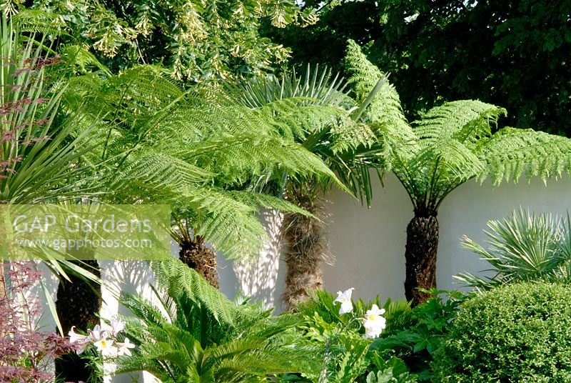 Dicksonia - Tree Ferns in corner of garden with whitewashed wall