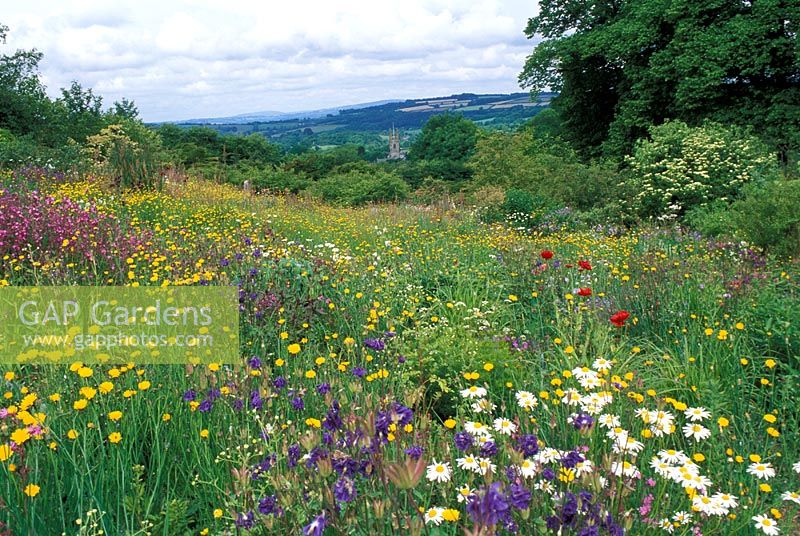 Flowering meadow inspired by the Cretan landscape at The Garden House, Devon