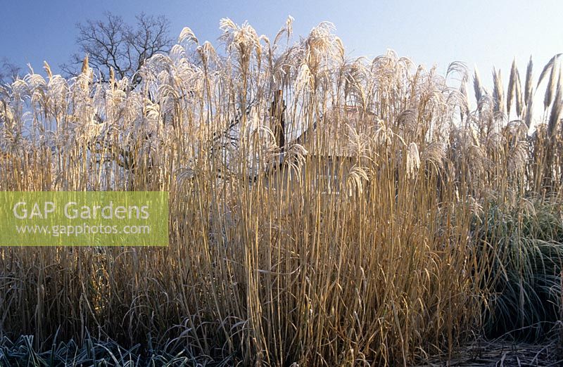 Miscanthus sinensis 'Silberfeder' with frost at RHS Wisley, Surrey