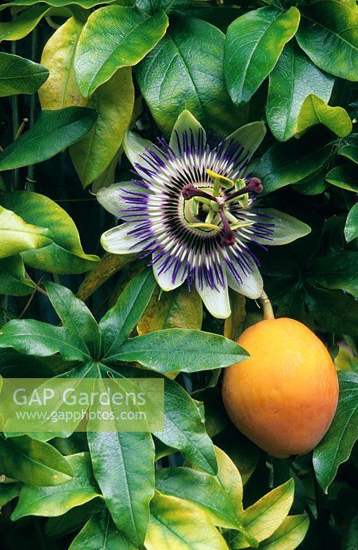 Passiflora caerulea - Passion flower with flower and fruit