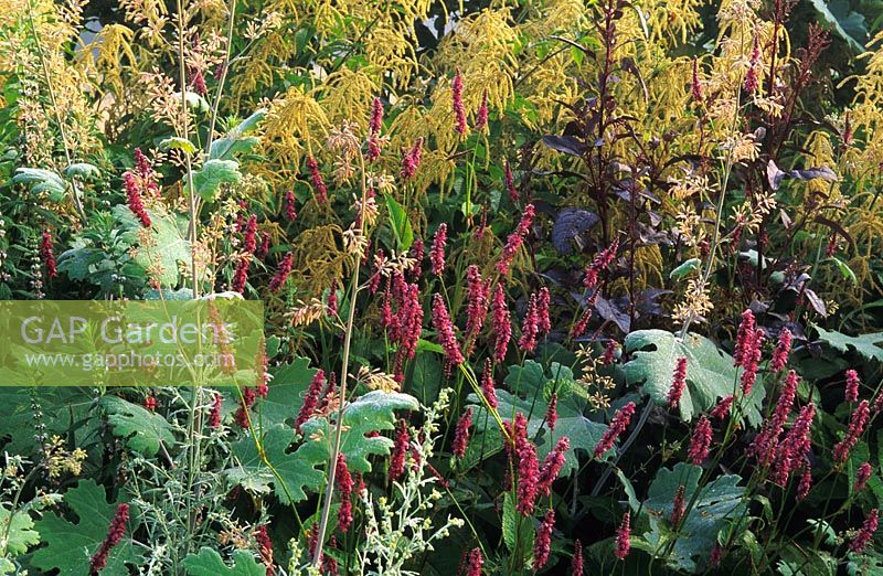 Late summer border with Persicaria amplexicaule 'Rosea', Macleya cordata, Aruncus dioicus and Atriplex - Red Orache at Parham, Sussex