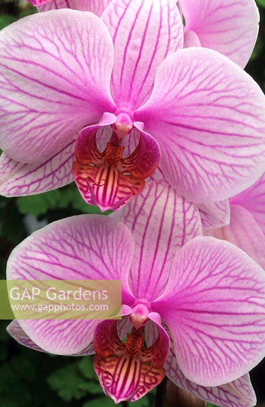 Phalaenopsis hybrid - Moth Orchid 