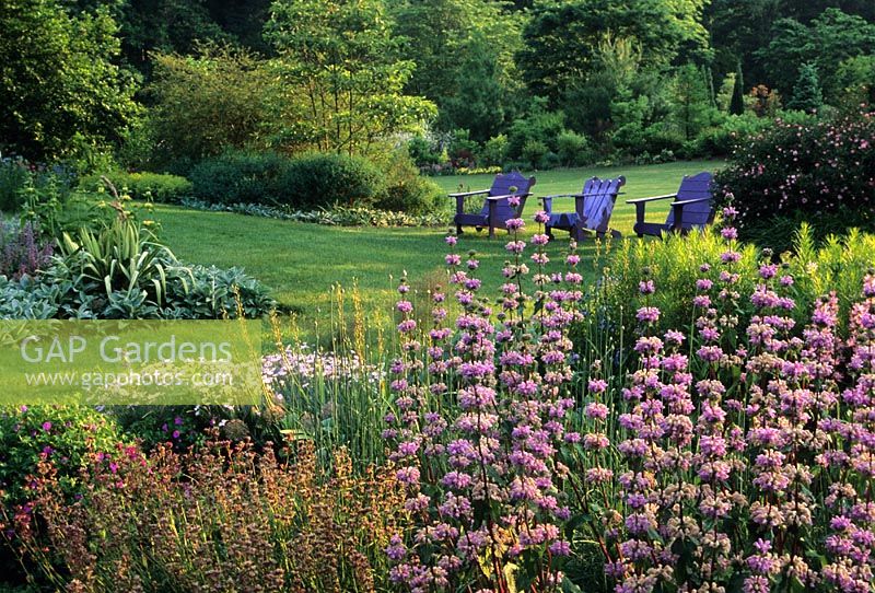 Tennis Court garden with Phlomis tuberosa and blue painted chairs at Chanticleer, PA, USA.  