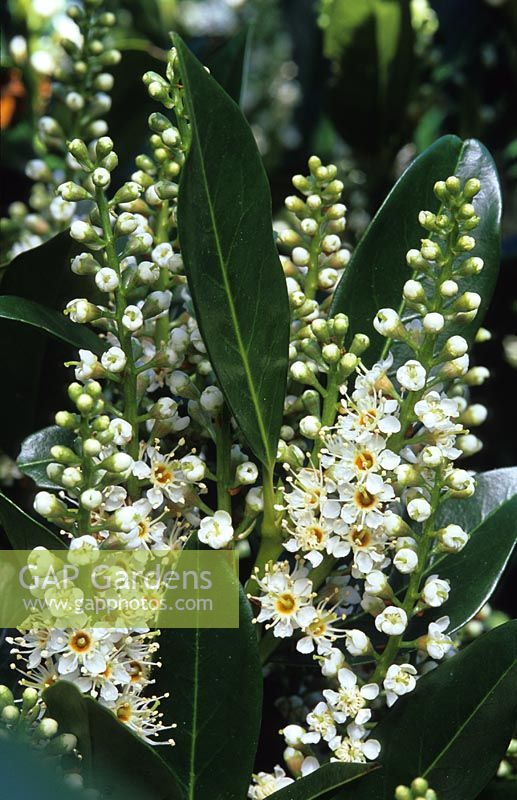 Prunus lauroceracus 'Otto Luyken' - Laurel cherry