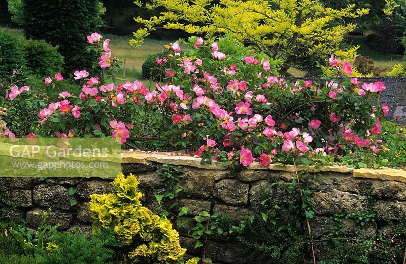 Rosa gallica complicata growing against dry stone wall at Chiff Chaffs, Dorset