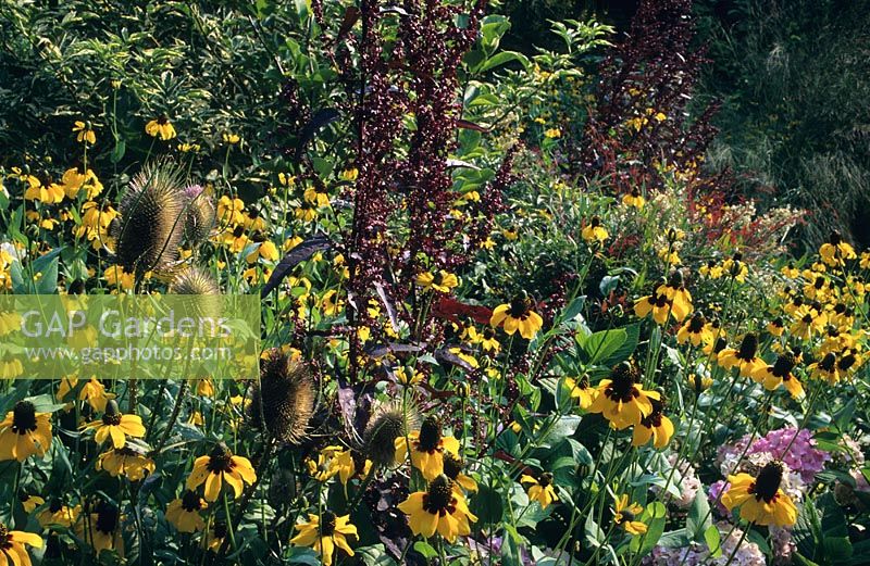 Rudbeckia amplexicaule - Black Eyed Susan with red orache and teasles at Great Dixter, Sussex