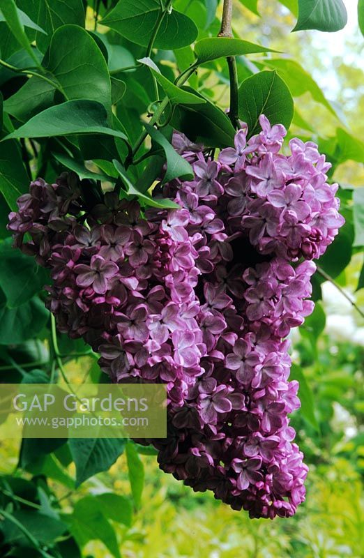 Syringa vulgaris 'Charles Joly - Lilacs