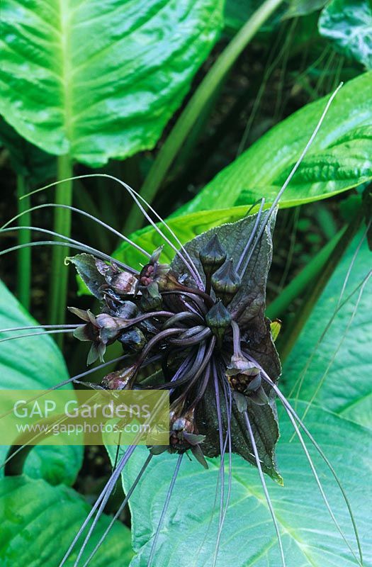 Tacca chantrieri - Cats whiskers - Bat flower