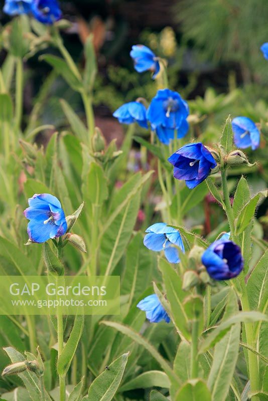 Meconopsis grandis - Himalayan blue poppy 
