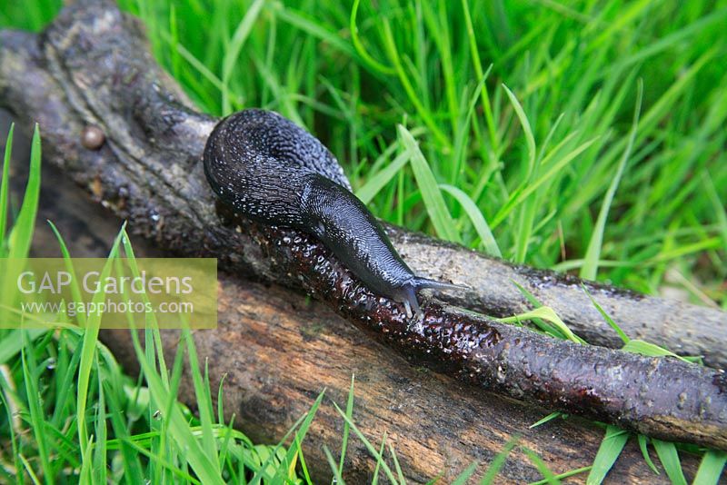 Large black Slug on branch   - keeled Molluscs Gastropod