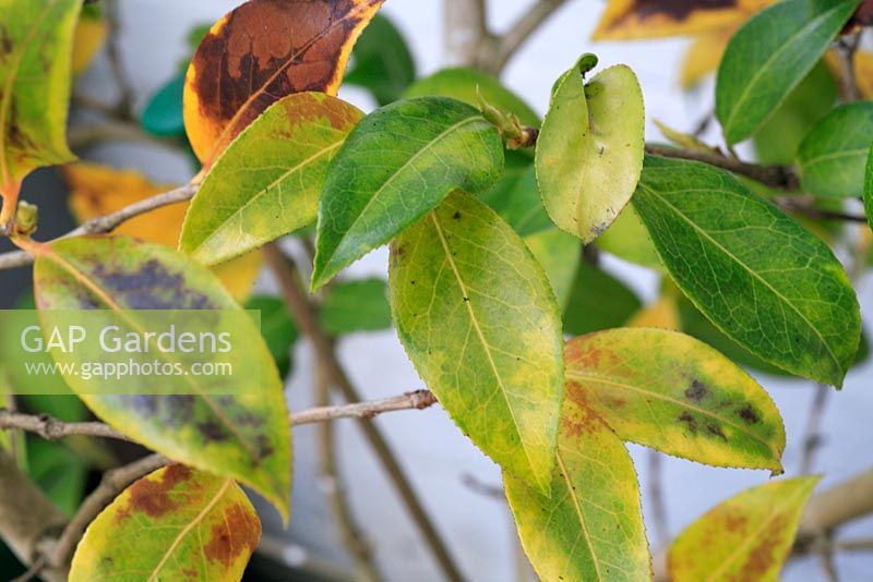 Chlorosis leaf damage on Camellia leaves