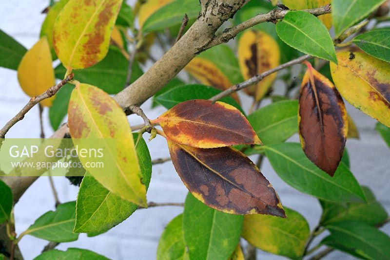 Chlorosis leaf damage on Camellia leaves