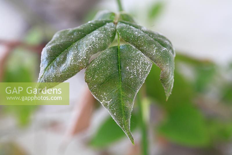 Powdery Mildew disease on rose leaf 