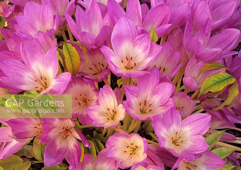 Colchicum 'The Giant' with fallen leaves