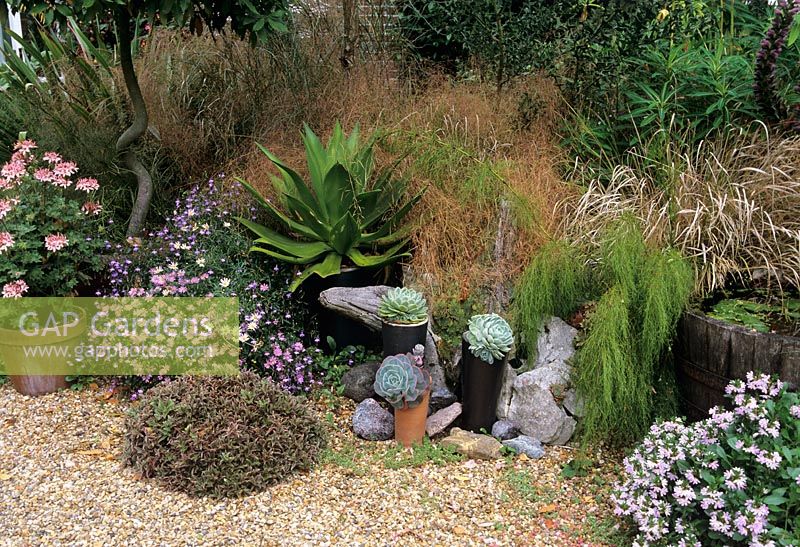 Dry garden with Agave and succulents in containers in Meon Orchard, Hampshire