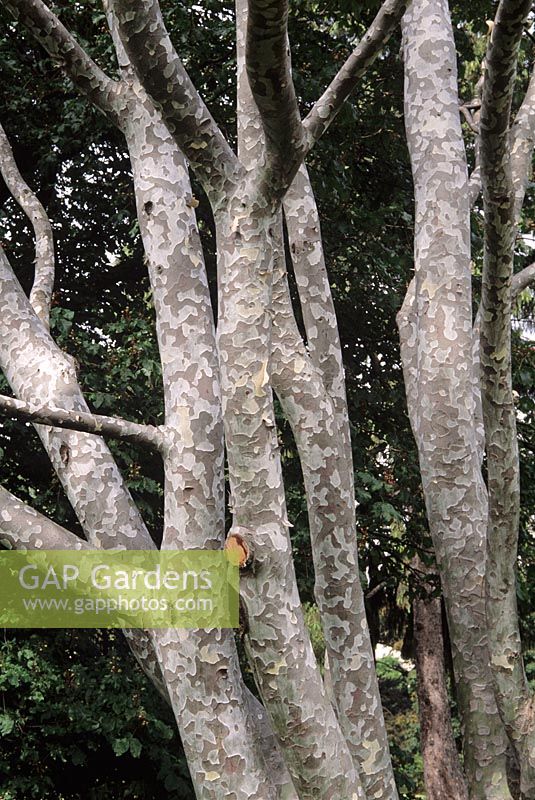 Pinus bungeana - Lace Bark Pine showing the snake like bark