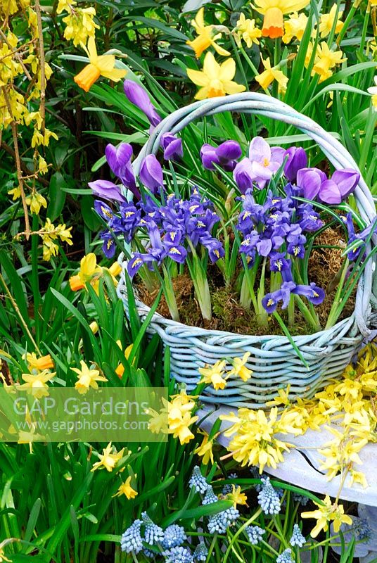 Basket in March containing Iris Reticulata 'Harmony' and Large Dutch Crocus 'Vernus Blue'. Forsythia on table. Narcissus 'Jetfire' in background. Muscari 'Royal' and Grape Hyacinth below.