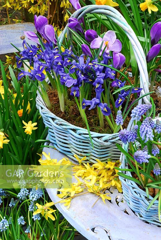 Baskets in March. Large basket contains Iris Reticulata 'Harmony and Dutch Crocus 'Vernus Blue'. Front basket contains Muscari 'Blue Magic'. Grape Hyacinths. Cut Forsythia on  table. Background Narcissus 'Jetfire'. Below Muscari 'Royal'