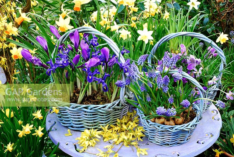 Large Basket contains 'Vernus Blue', large dutch crocus and Iris Reticulata 'Harmony. Centre basket contains Muscari 'Blue Magic. Right basket contains Crocus tommasimianus 'Lilac Beauty'. Forsythia on table. Left Narcissus 'Tete a Tete' and Narcissus 'Jetfire'.