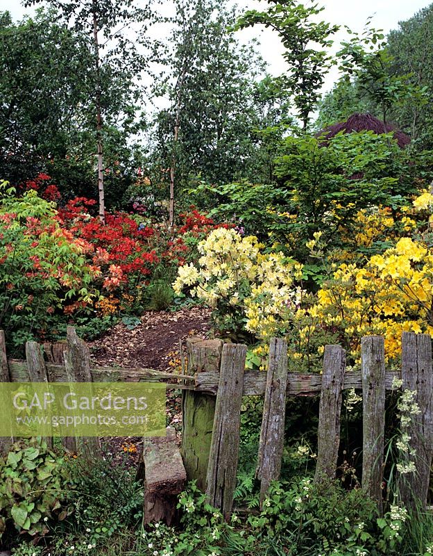 Woodland garden with rhododendrons and rustic fence stile. 