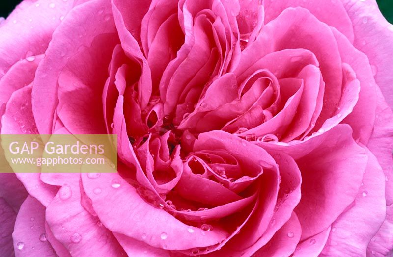 Rosa Gertrude Jekyll 'Ausbord' flowering in June
