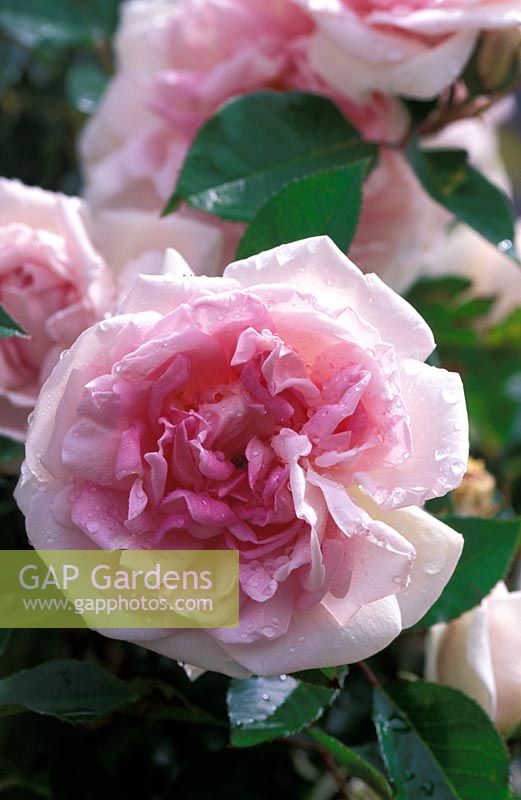 Rosa 'Blairii Number Two' flowering in June