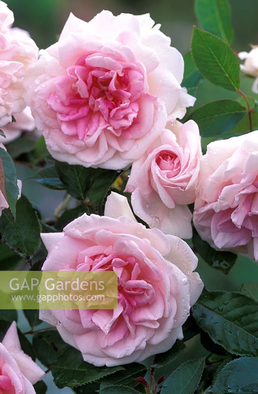 Rosa 'Blairii Number Two' flowering in June