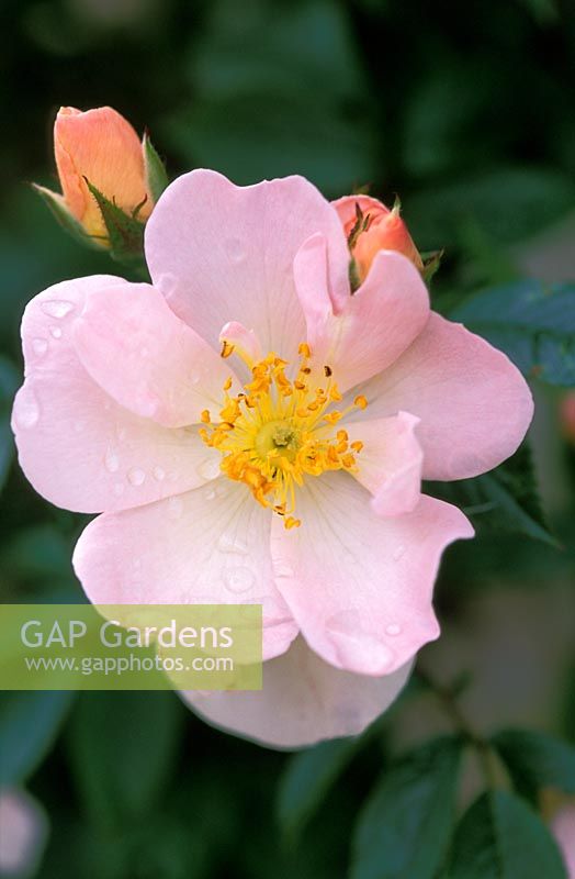 Rosa Little Rambler 'Chewramb' flowering in June