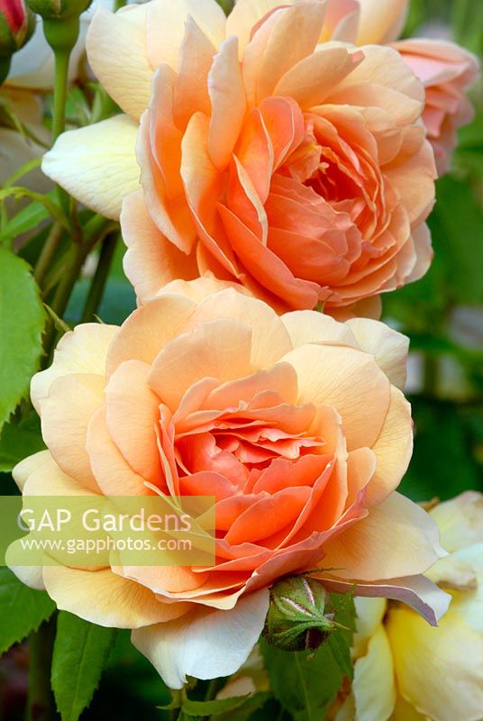 Rosa Grace 'Auskeppy' flowering in June