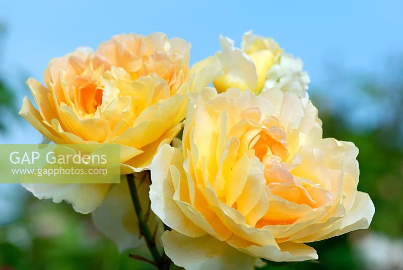 Rosa Molineux 'Ausmol' flowering in June