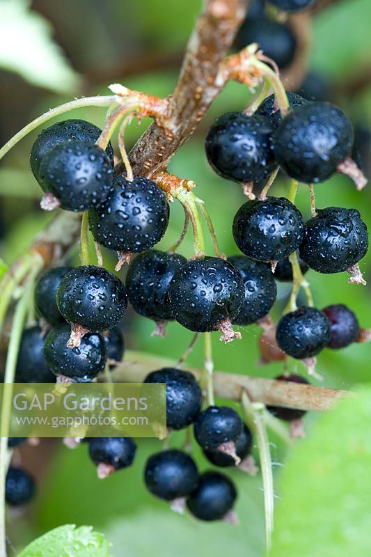 Ribes nigrum 'Ben Nevis' - Blackcurrant cluster ripening on bush after rainshower