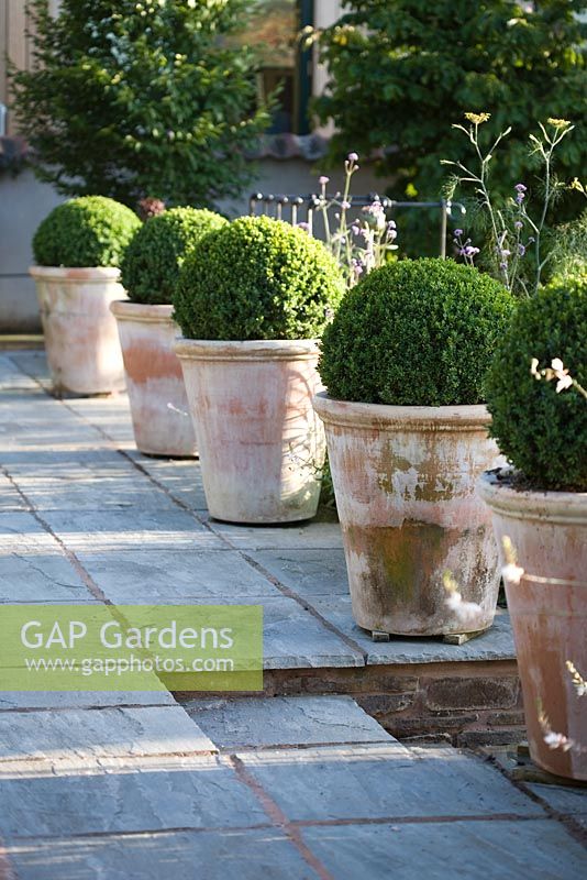 Line of 5 large terracotta pots containing clipped Buxus - Box balls on stone terrace.