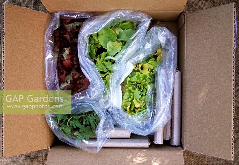 Lettuce and Tomato seedlings received by post