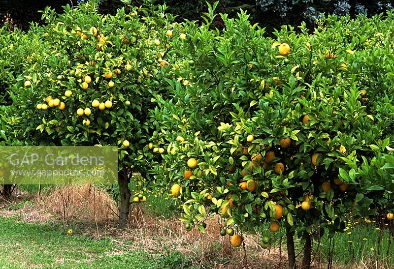 Citrus -  Lemon grove at Blenheim, New Zealand