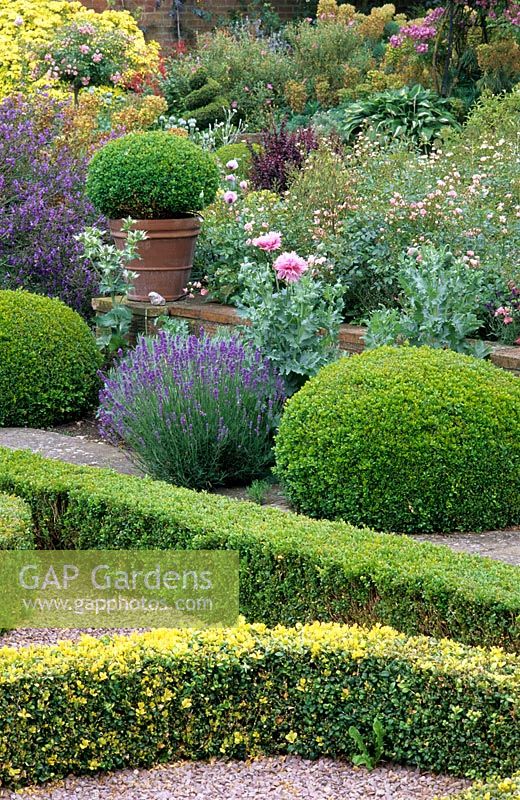 Buxus - Box hedging and topiary in formal summer garden at Kettle Hill