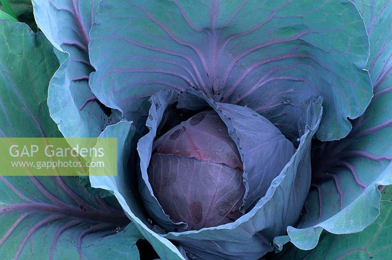 Brassica - Cabbage 'St Victor'