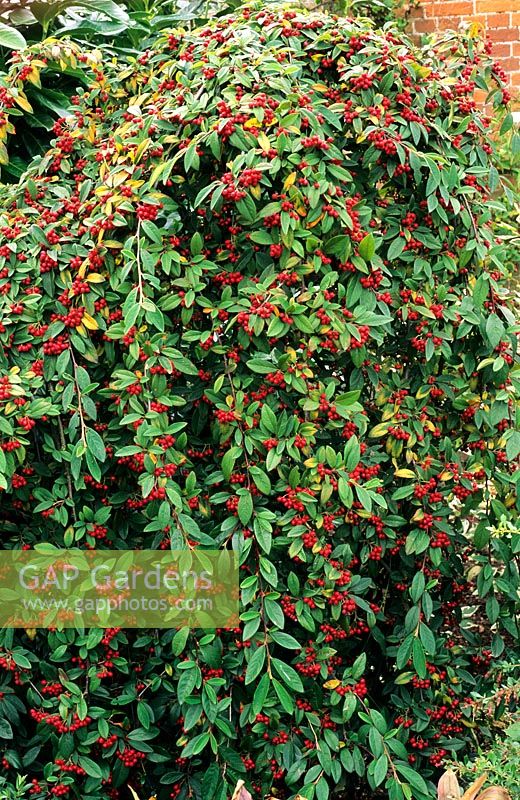 Cotoneaster salicifolius 'Autumn Fire' syn 'Herbstfeuer'